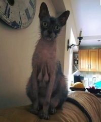 45 любопытных изображений, которые вызывают легкое чувство неловкости