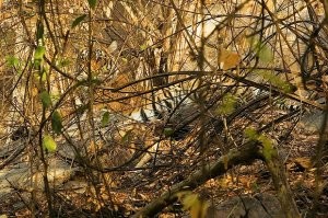 Отличная у него окраска, замечательно сливается со средой