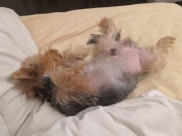 Это чучело каждую ночь ожидает под дверью комнаты, пока я не пущу его поспать на кровати 1-2 часика. И только потом уходит в свою комнату до утра. )))