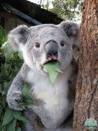 Канадский премьер Джастин Трюдо может быть сыном кубинского диктатора Фиделя Кастро&nbsp;