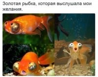 Я прямо слышу ответ рыбки: