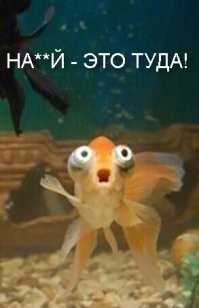 Я прямо слышу ответ рыбки: