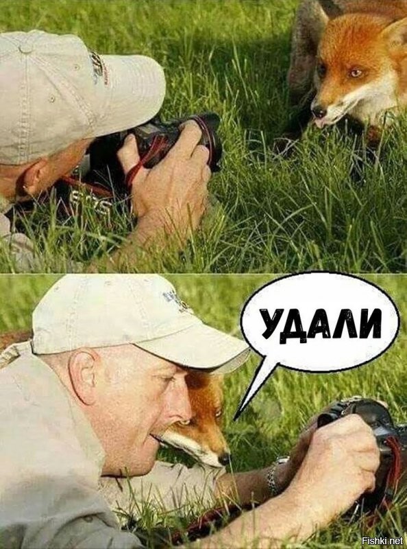 Любопытная лиса решила изучить снимавшего природу фотографа