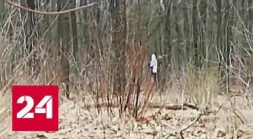 Да у него и хохолы - самые "готовые воевать" ЗА СВОЮ СТРАНУ, а не за "чем больше кусок сала", судя по цвету. 
Как оказалось...