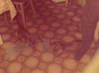 Маленькая такса помогла большому псу справиться с травмой после нападения