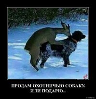 Невнимательный пёс упустил мышь