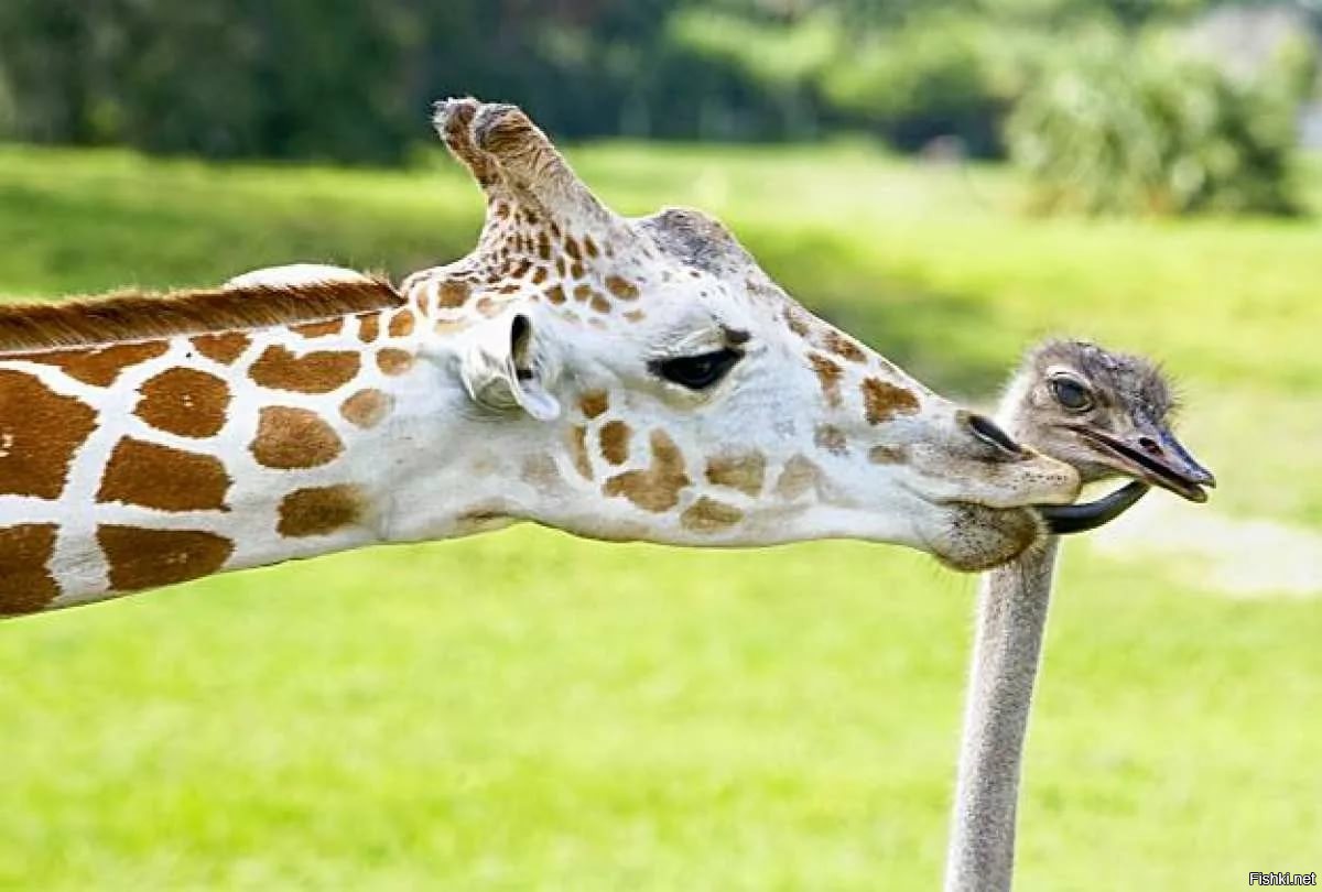 100 разных животных. Дружба людей и животных. Классификация жирафа. Карликовый жираф. Кордофанский жираф.