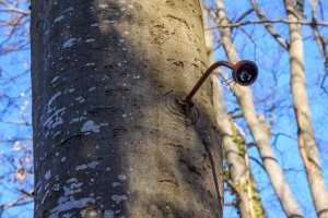 16 жутковатых фото деревьев, способных поглотить буквально все на своем пути