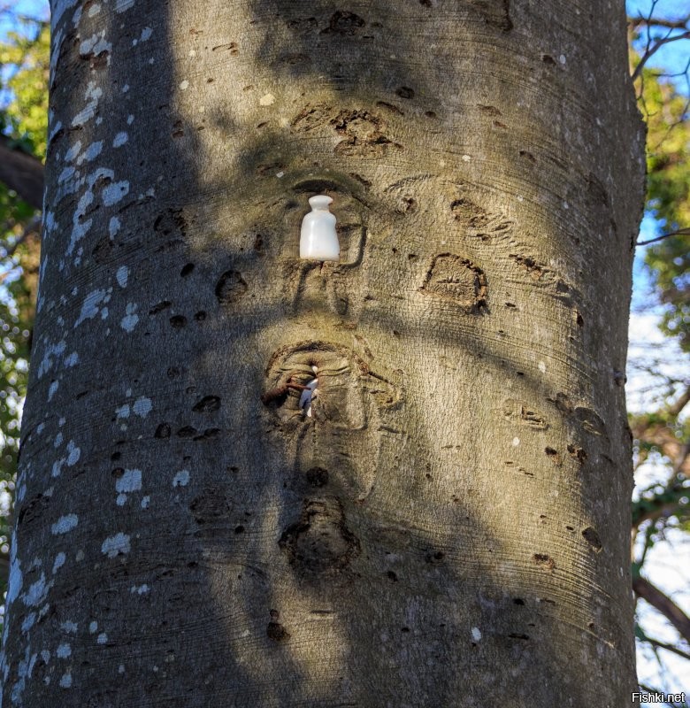 16 жутковатых фото деревьев, способных поглотить буквально все на своем пути
