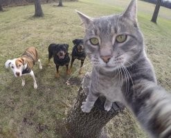 Итальянка так круто фотографирует своих котов, что в них невозможно не влюбиться