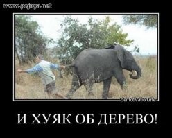 Слон спешит на помощь другу