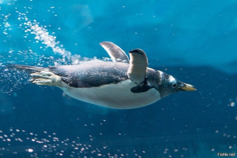 Пингвины прекрасно летают... под водой, причём весьма быстро. Обычная их скорость под водой -- километров десять в час, но в рывке пингвин может разогнаться и до 35. Кстати, императорские пингвины умеют задерживать дыхание на 20 минут и нырять на полкилометра.