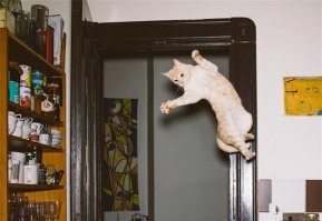 15 котов, которые бросили вызов законам физики