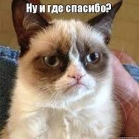 Выручил из беды: мужчина спас кота из канала