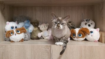 Латышка Люся.
По латышски- kaķe.