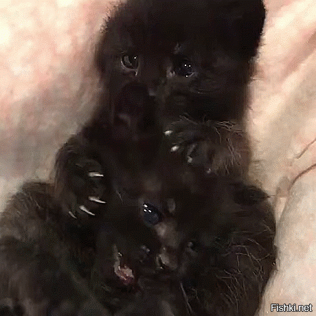 16 фотографий чёрных котов, которые приносят в дом только радость и веселье