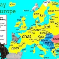 "Кукин", "мысык", "писикух": как звучит слово "кот" на 20 языках мира