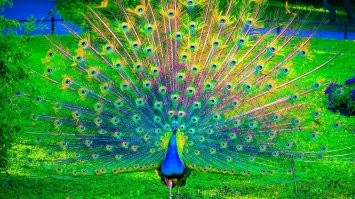 Ноги, крылья, главное хвост: 25 необычных, красивых и просто классных хвостов