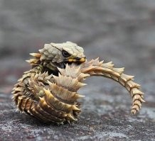 Поправка - на фото где написано Молох видим Поясохвоста. Это совершенно разные ящерицы, и выглядят по разному. В частности у Молоха морда с "рогами" и он не имеет привычки хватать себя за хвост. Сравниваем Молоха и Поясохвоста.