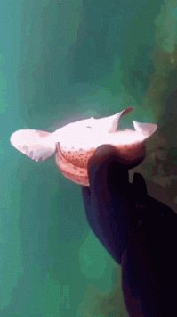 От жуков до акул: животные, которые умеют притворяться неживыми