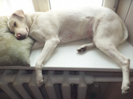 Comedy Pet Photography Awards 2021- конкурс самых забавных фотографий домашних животных