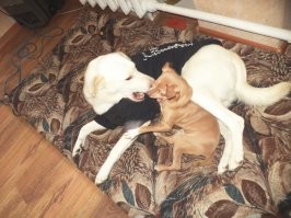 Comedy Pet Photography Awards 2021- конкурс самых забавных фотографий домашних животных