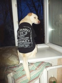 Comedy Pet Photography Awards 2021- конкурс самых забавных фотографий домашних животных