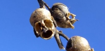 Черепа...
Насчет растений не знаю, а вот когда павлиний глаз залетел на веранду, то я сразу увидел на его крыльях черепа
Два синих черепа внизу и два Каспера (в смысле, приведения) наверху