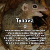 Устал от политики? Заходи, улыбнись