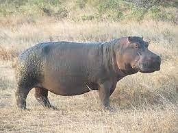 Вот эти поопаснее будут.