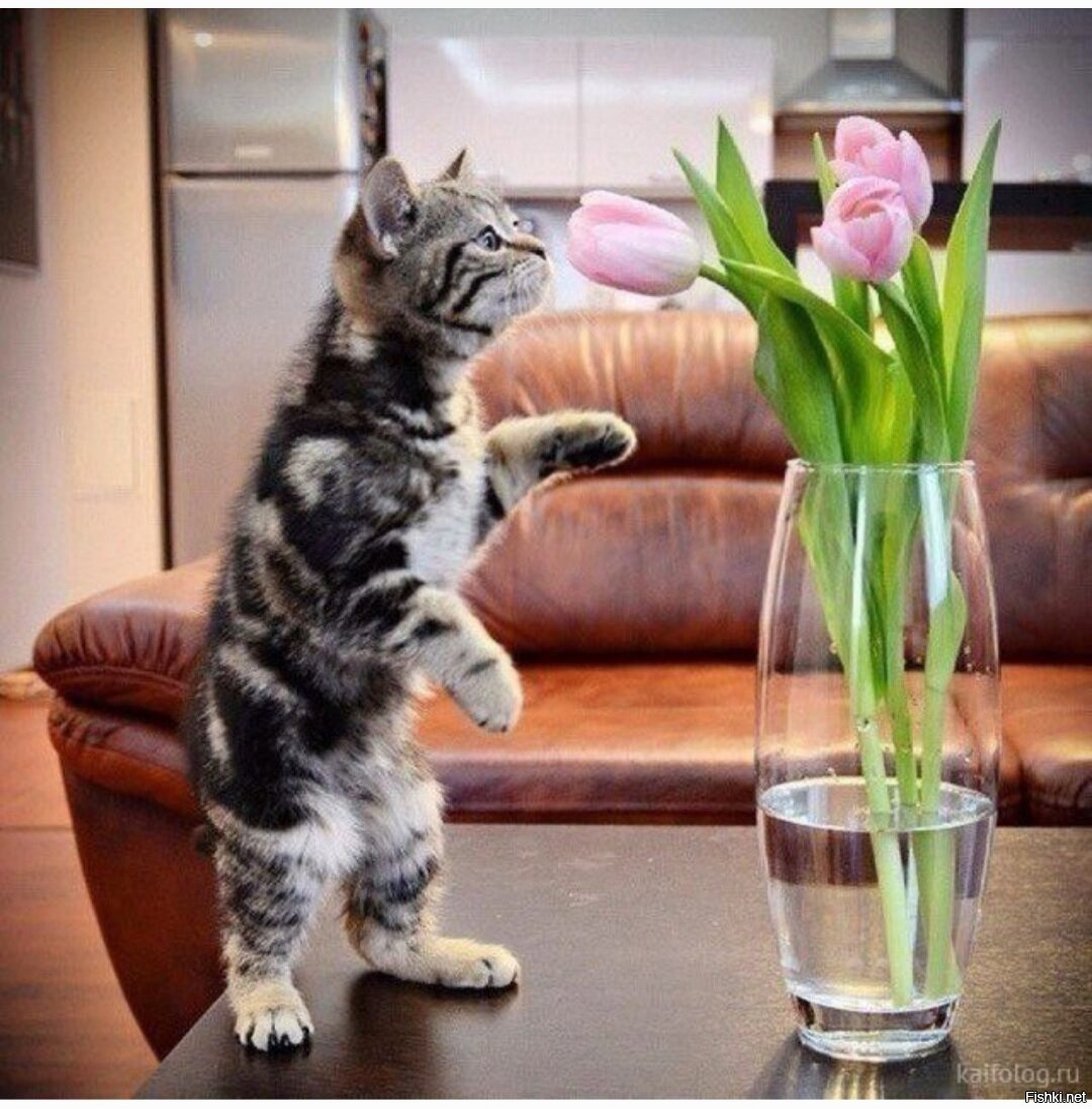 Котенок с тюльпанами