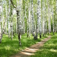 Березовая роща, просто березовая роща..