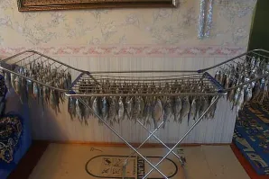 Здесь на любителя , если есть желание неделю в вони сидеть то это хорошо , я лучше на балконе или в гараже развешу , на балконе быстрей а в гараже вентиляция плохая там дольше , да и развешивать лучше за хвосты т.к посол будет вытекать через голову вы ее все равно не едите .