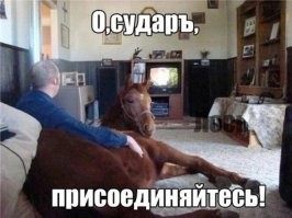 Кому и кобыла невеста. (с)