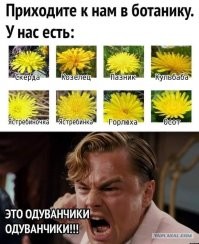 Потрясающие блюда из одуванчика