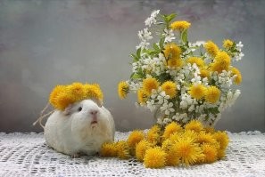 Потрясающие блюда из одуванчика