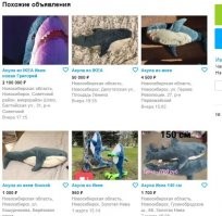 Житель Новосибирска продает плюшевую акулу из IKEA за 9 миллионов рублей.
Царьград.