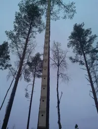 Среди скворцов найдётся дятел.