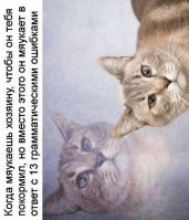 Фонетические,фонетические, а не грамматические ошибки когда мяукают.
