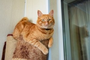 Мой хулиган