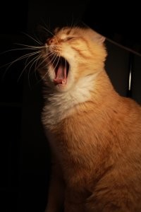 Без кота и жизнь не та