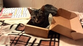 Без кота и жизнь не та