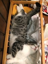 Без кота и жизнь не та