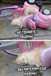 Охотничий кот притащил домой крупную добычу