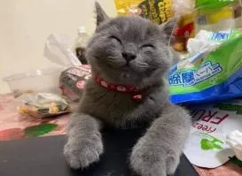 20+ уморительных кадров с животными