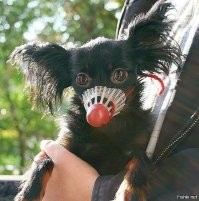 20+ уморительных кадров с животными
