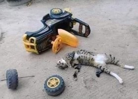 Охотничий кот притащил домой крупную добычу