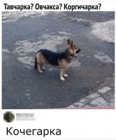 Знакомьтесь, хорги