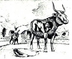 Не царица трахнула бычка (царицу, кстати, звали Пасифая), а наоборот - бычок царицу. Для этого мастеровитый Дедал (тот, который отец Икара) сделал специальное чучело коровы, куда царица и залезла. Голая женщина внутри коровы в ожидании быка - весьма распространённый сюжет в искусстве на тему мифов древней Греции.