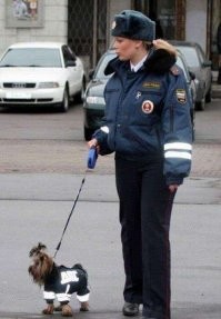 В аэропорту Колумбии "работает" самый маленький пёс-ищейка
